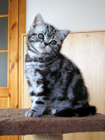 British shorthair kitten Alain Delon