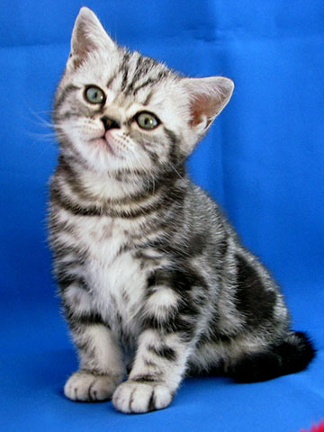 British shorthair kitten Bambina