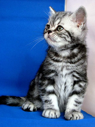 British shorthair kitten Bingo