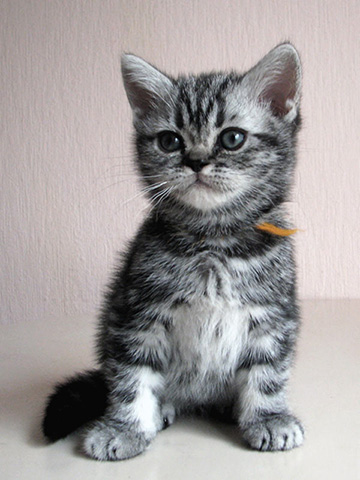 British shorthair kitten Yoko