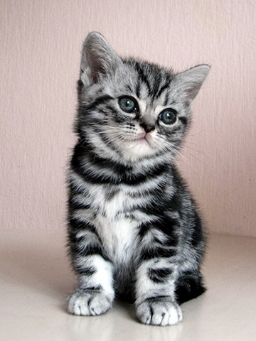 British shorthair kitten Yona