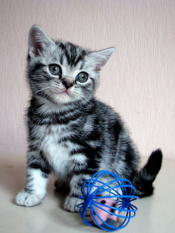 British shorthair kitten York