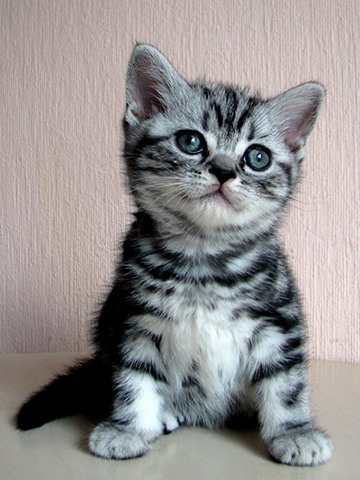 British shorthair kitten Yung