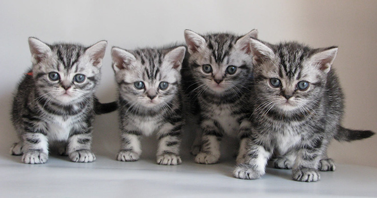 British shorthair kittens