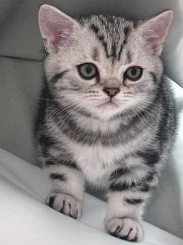 British shorthair kitten Zaara