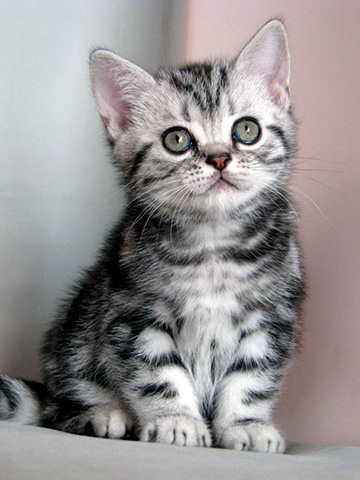 British shorthair kitten Zoom