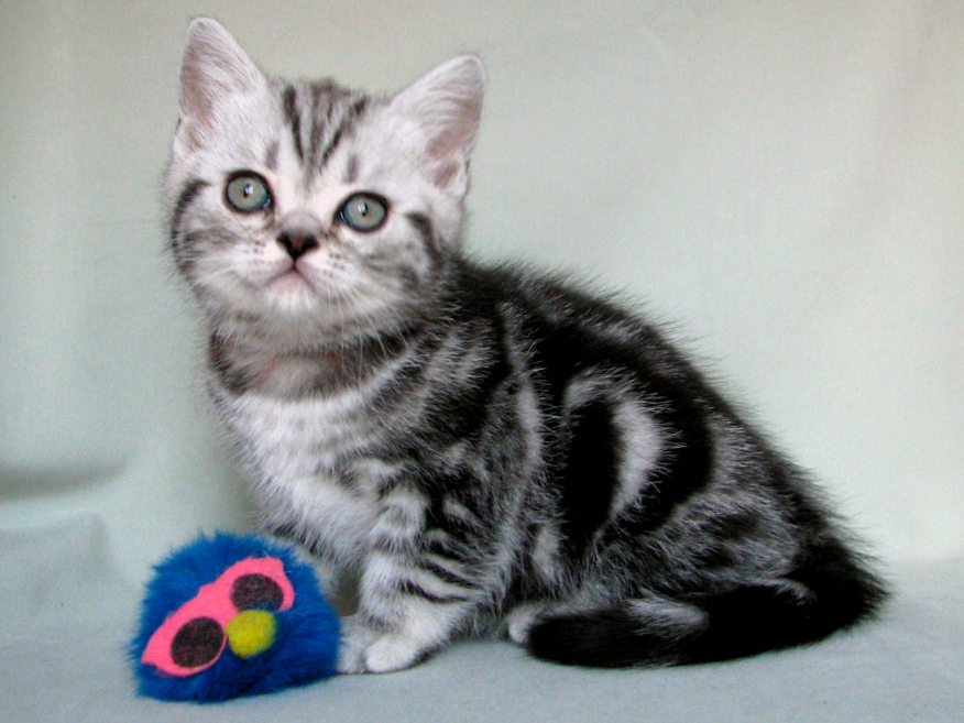 British shorthair kitten Chiam