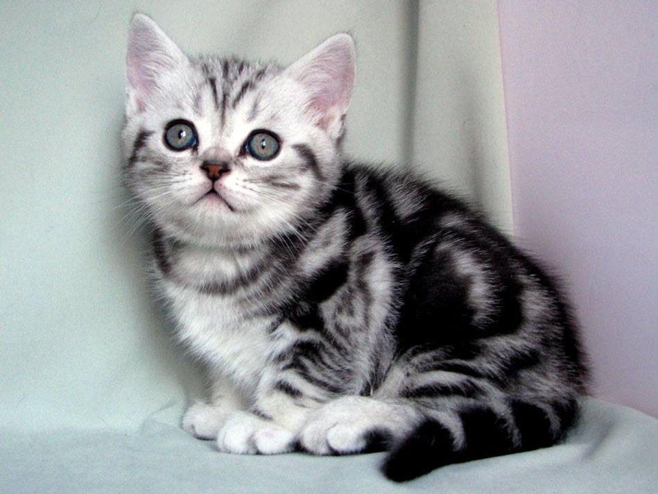 British shorthair kitten Chico