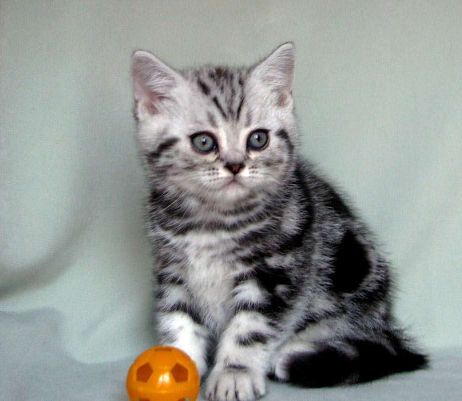 British shorthair kitten Conner