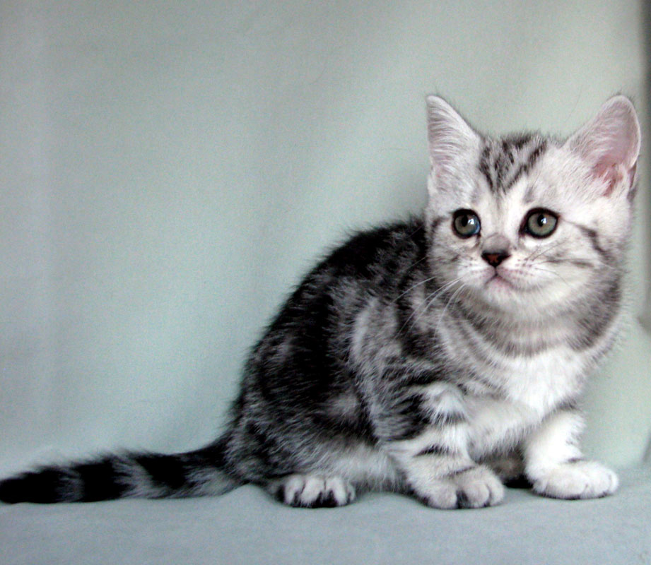 British shorthair kitten Cora