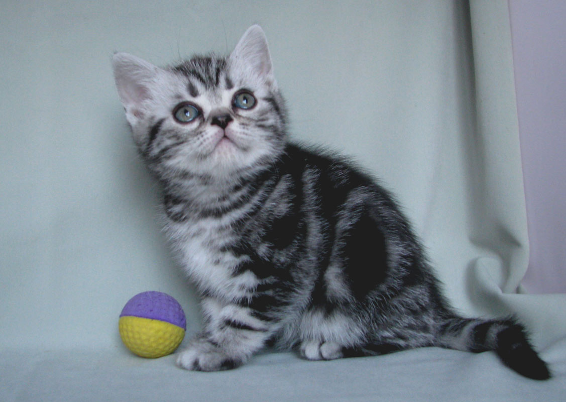 British kitten Cuba