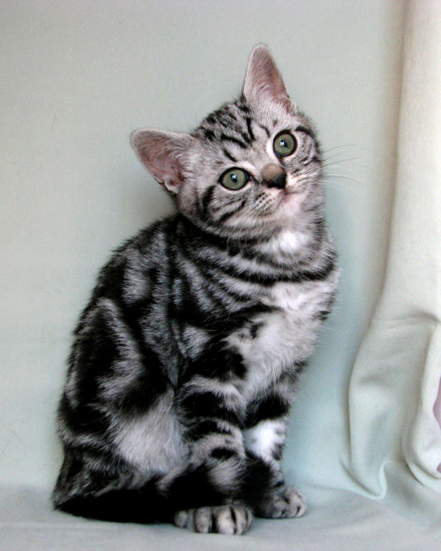 British shorthair kitten Daryl