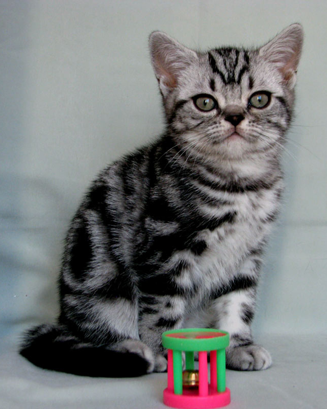 British shorthair kitten Davin