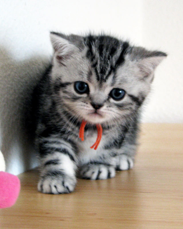 British shorthair kitten Elegant Idol