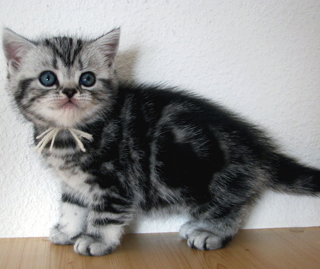 British shorthair kitten Especias Boy