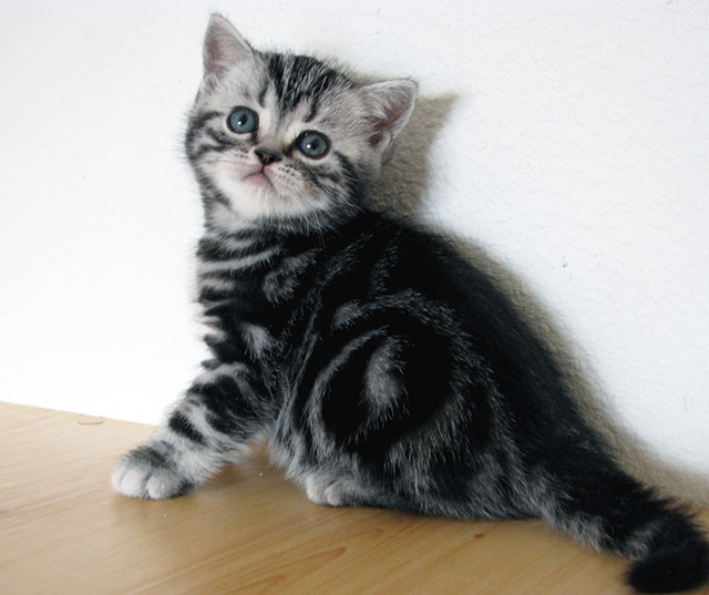 British shorthair kitten Eton