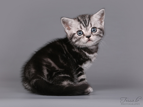 British shorthair kitten Ferdinand