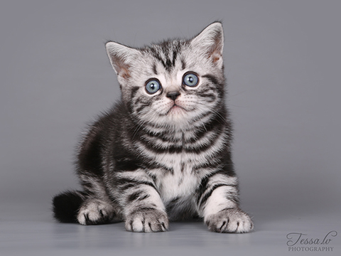 British shorthair kitten Follow me